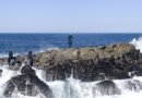 Percebes høstes på klipper i havet ud for Galiciens Costa da Morte, Dødens Kyst. Foto: Astrid Hjorth